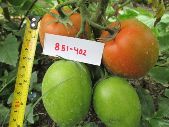 Indeterminate Roma tomato 851-402 p1